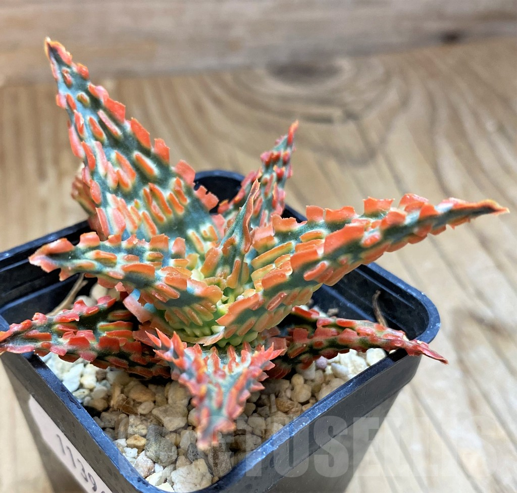 SH11396 Aloe TCT hybrid