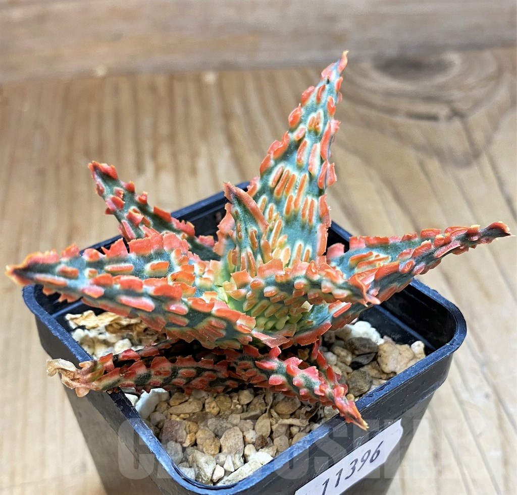 SH11396 Aloe TCT hybrid - Image 2