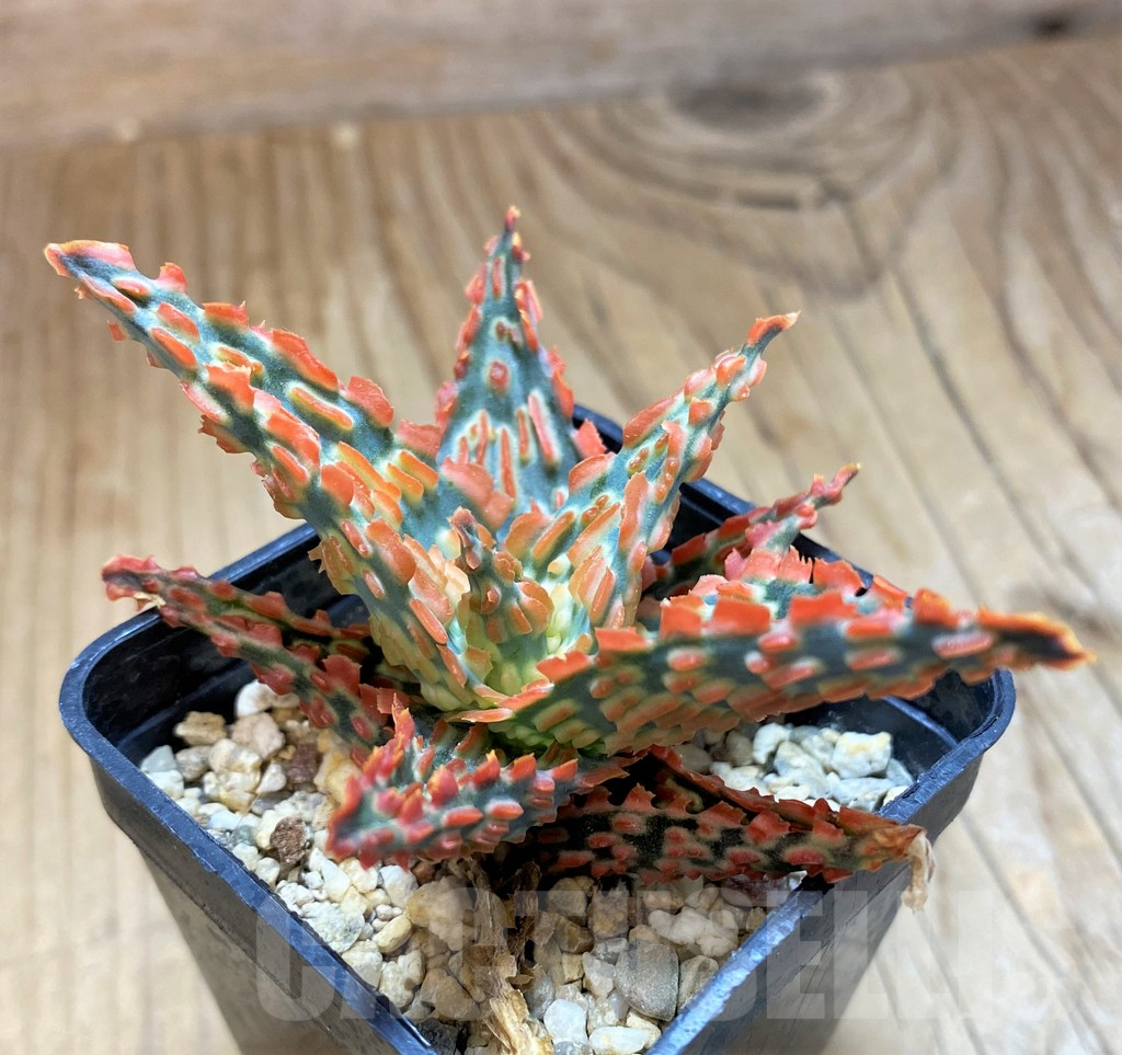 SH11396 Aloe TCT hybrid - Image 3