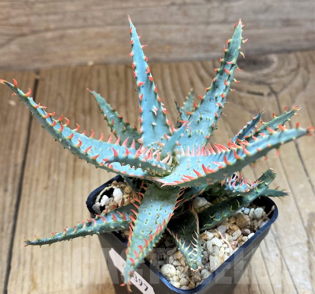SH11397 Aloe TCT hybrid - Image 2