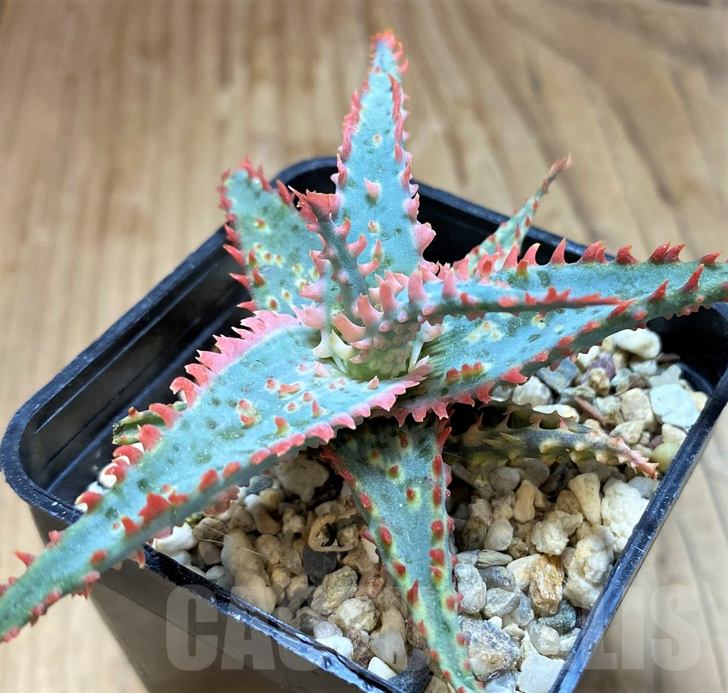 SH11401 Aloe TCT hybrid - Image 2