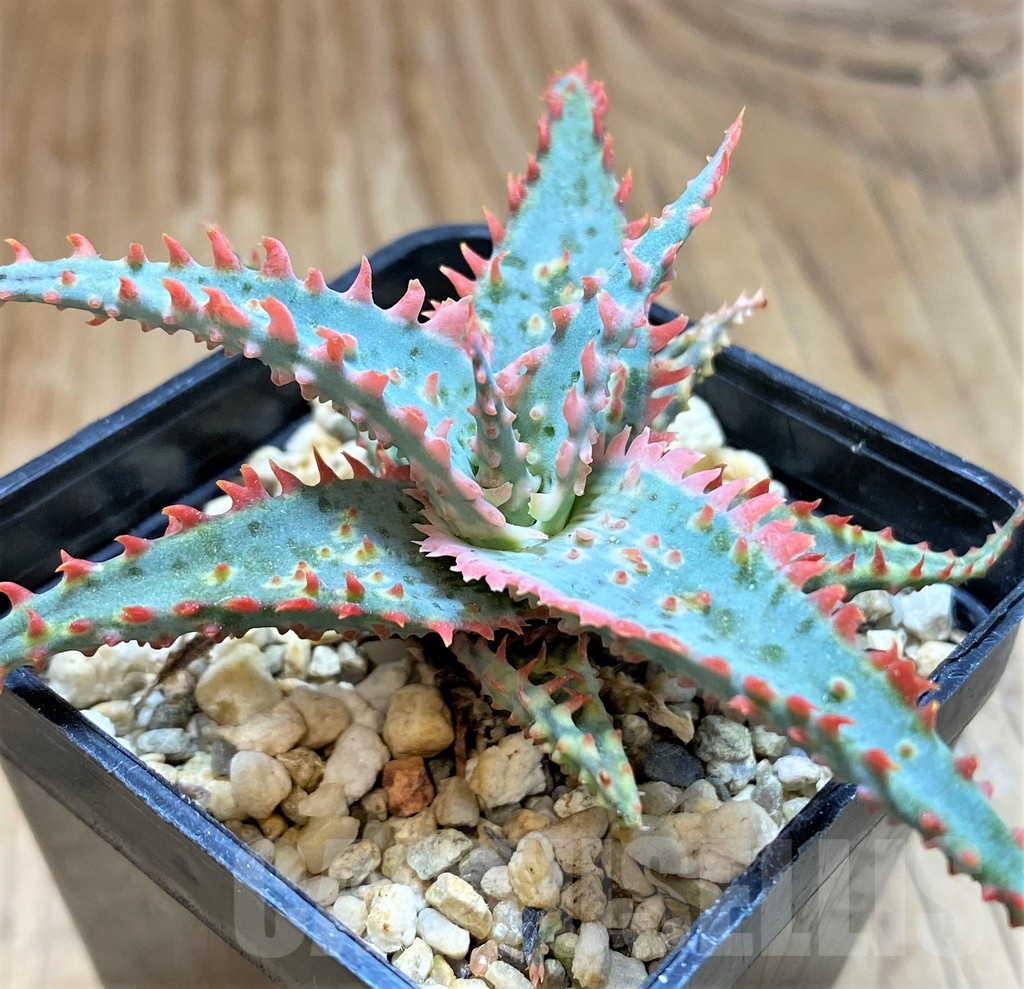 SH11401 Aloe TCT hybrid