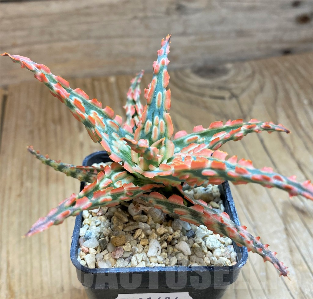 SH11404 Aloe TCT hybrid - Image 2