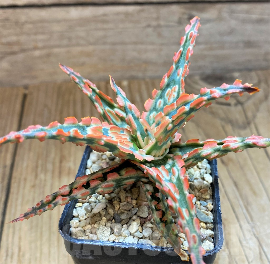 SH11404 Aloe TCT hybrid