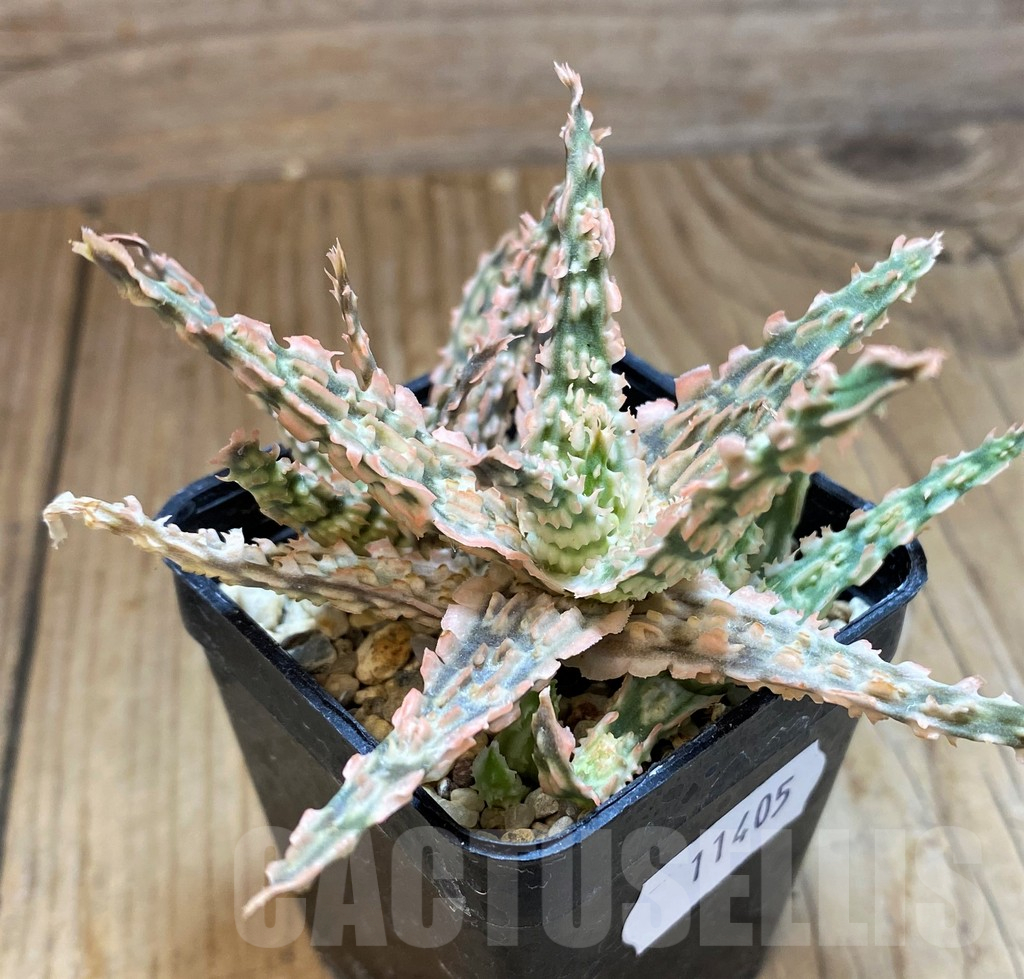 SH11405 Aloe TCT hybrid - Image 3