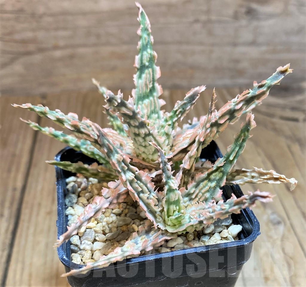 SH11405 Aloe TCT hybrid - Image 2