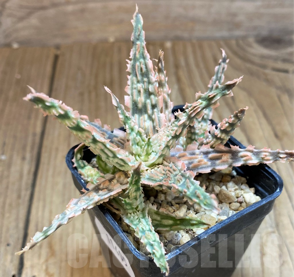 SH11405 Aloe TCT hybrid