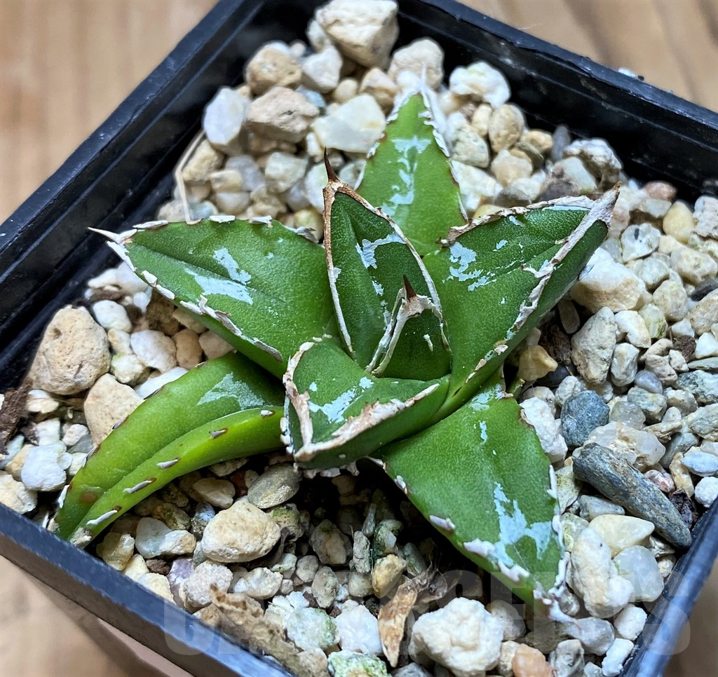 SH11344 Agave victoriae-reginae ‘Himeson-no-yuki’ - Image 2