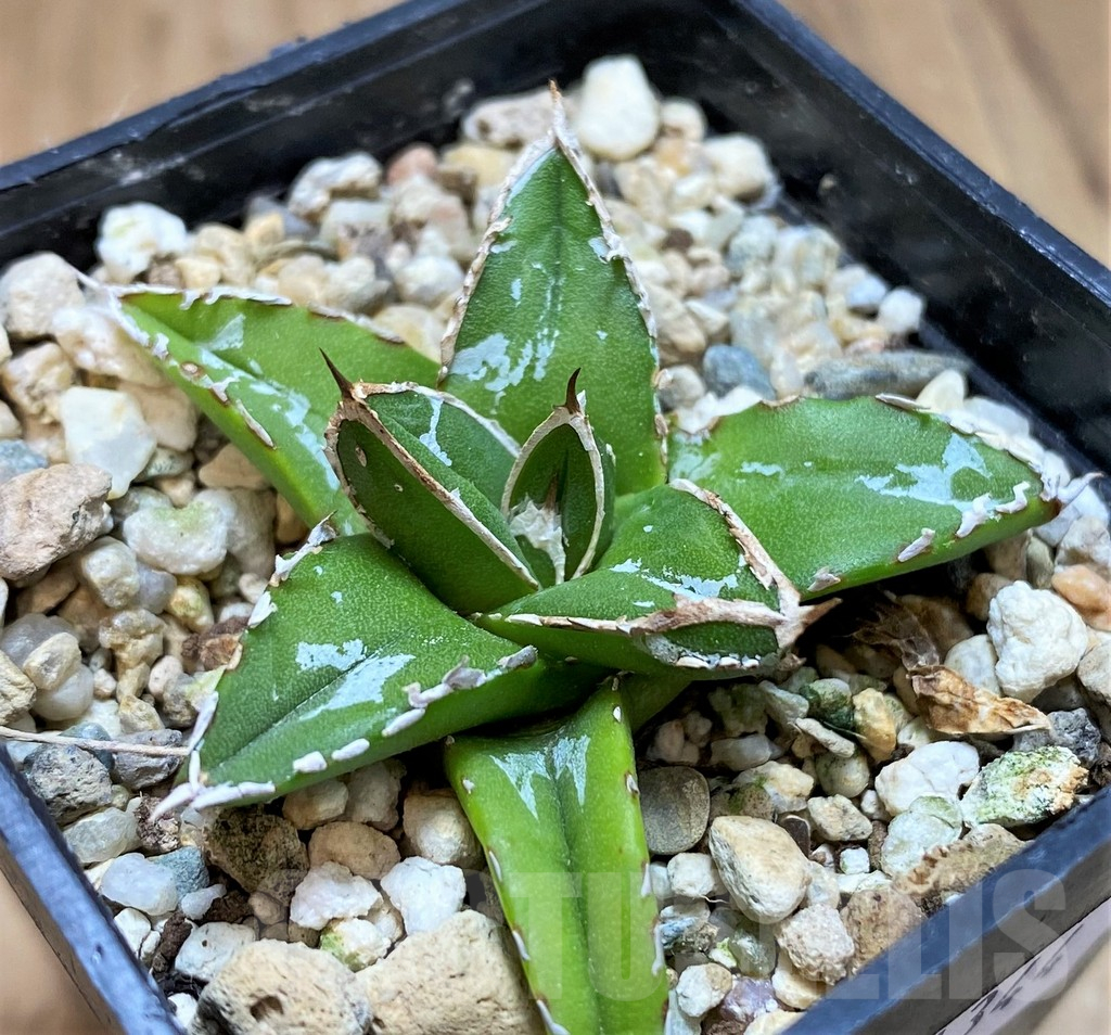 SH11344 Agave victoriae-reginae ‘Himeson-no-yuki’