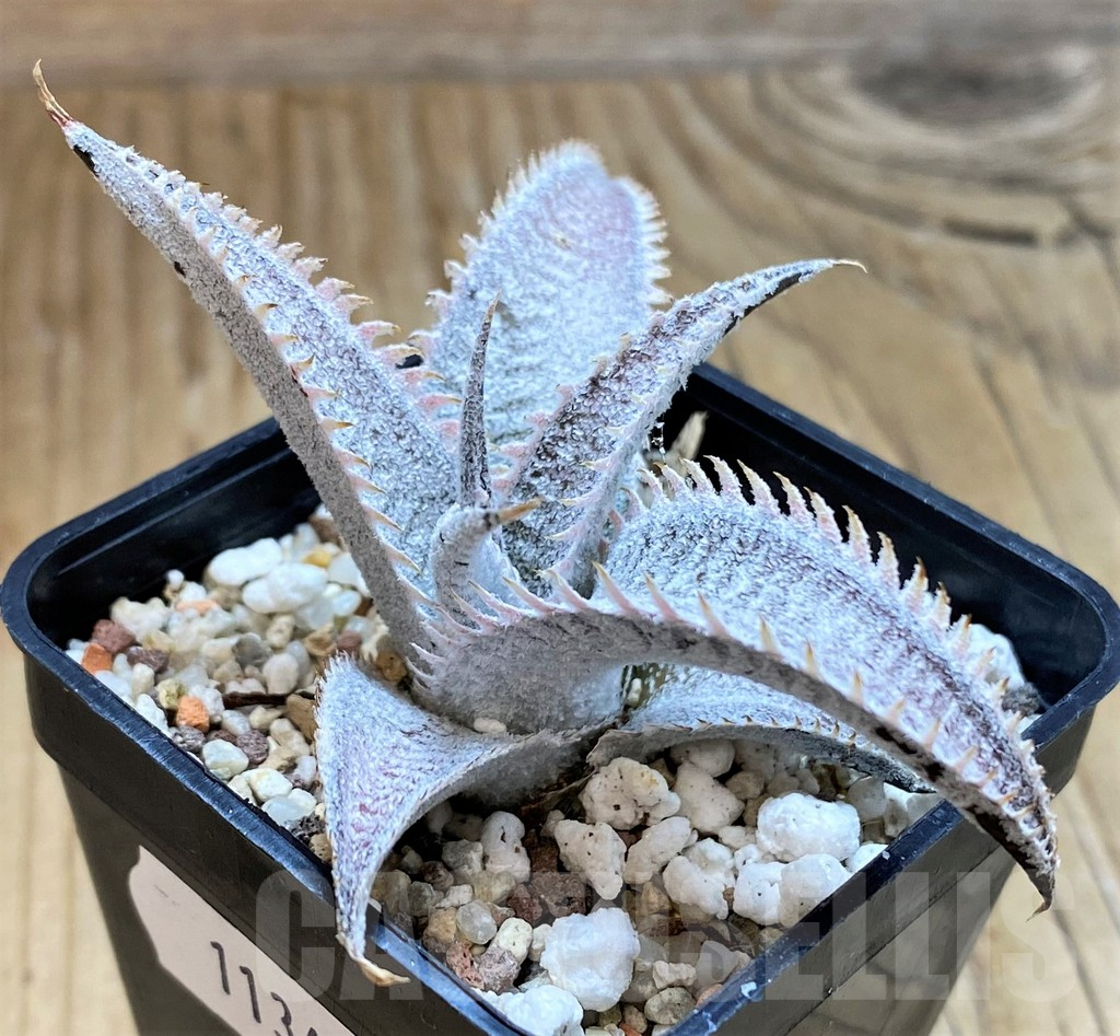 SH11347 Dyckia marnier-lapostollei