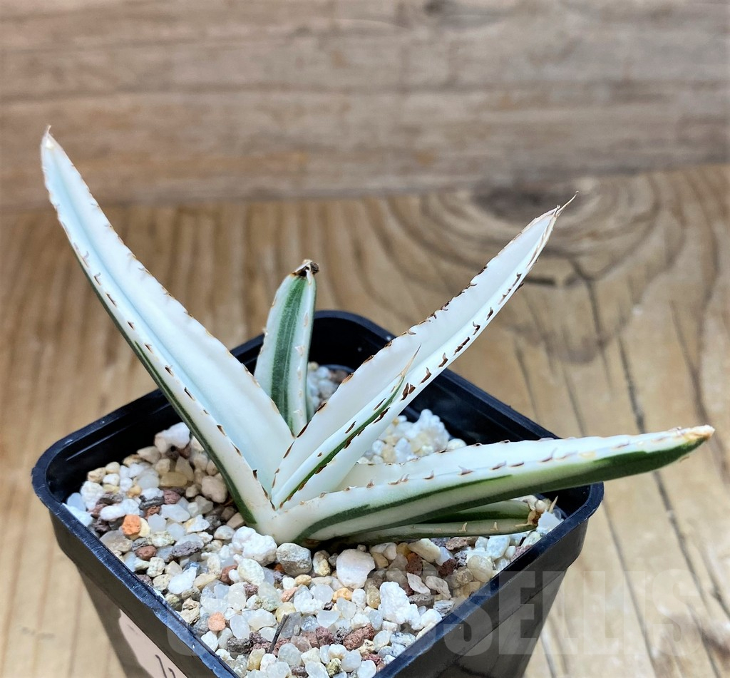 SH11346 Agave victoriae-reginae 'White Rhino'