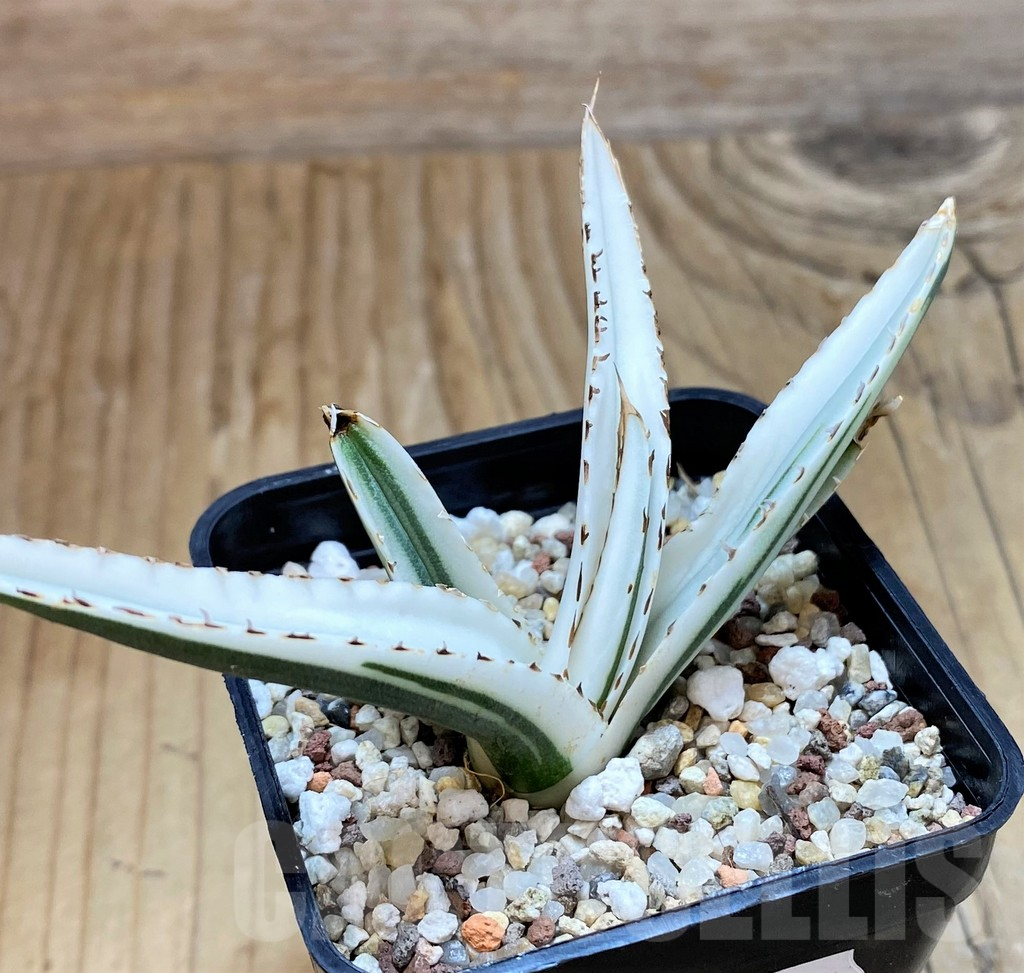 SH11346 Agave victoriae-reginae 'White Rhino' - Image 2