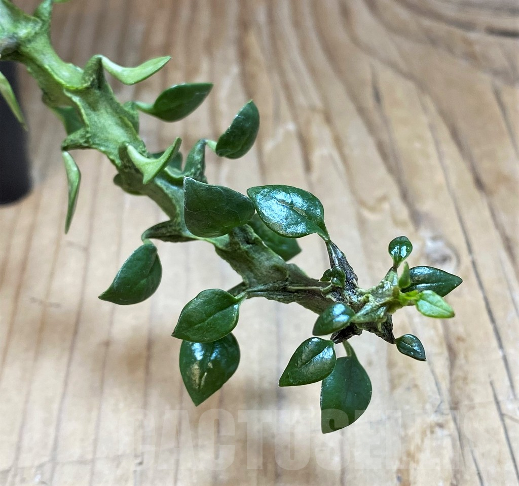 SH11355 Ceropegia simoneae ‘Green Form’