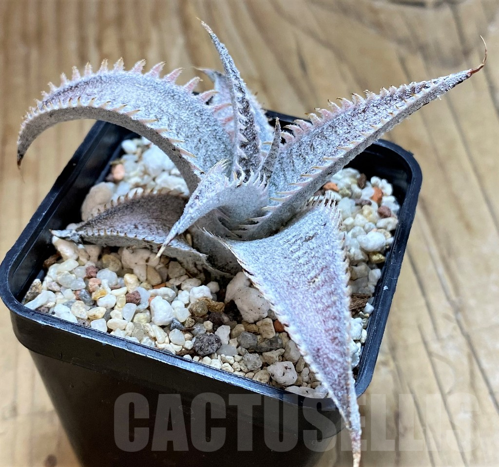 SH11347 Dyckia marnier-lapostollei - Image 2