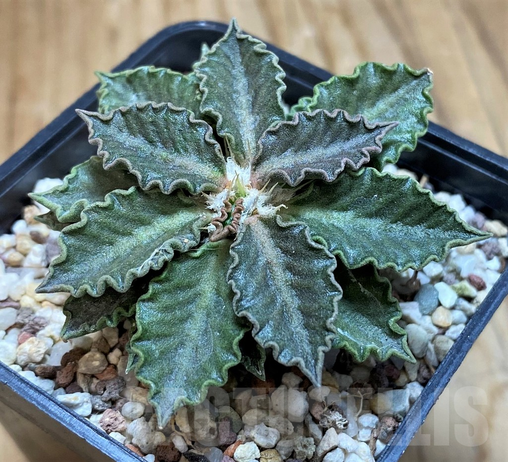 SH11358 Euphorbia tulearensis - Image 2