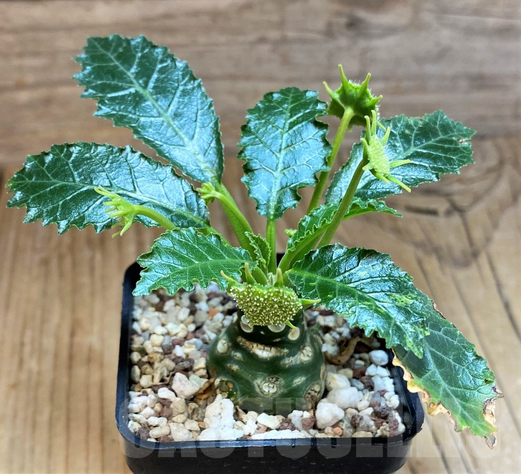 SH11362 Dorstenia horwoodii