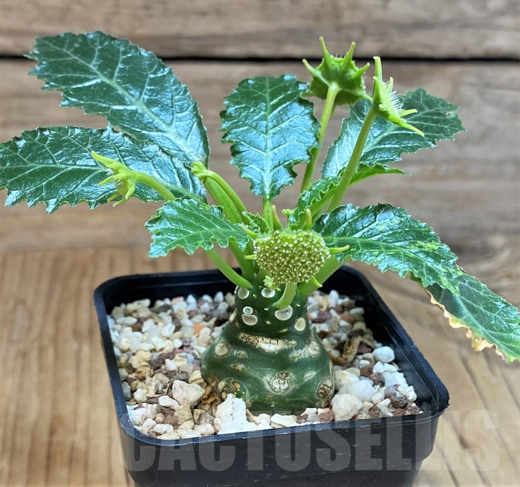SH11362 Dorstenia horwoodii - Image 2