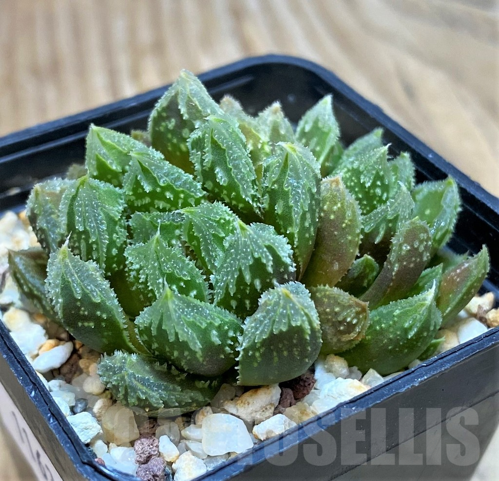 VVG11632 Haworthia 'Gorbi' F2, seedling - Image 2
