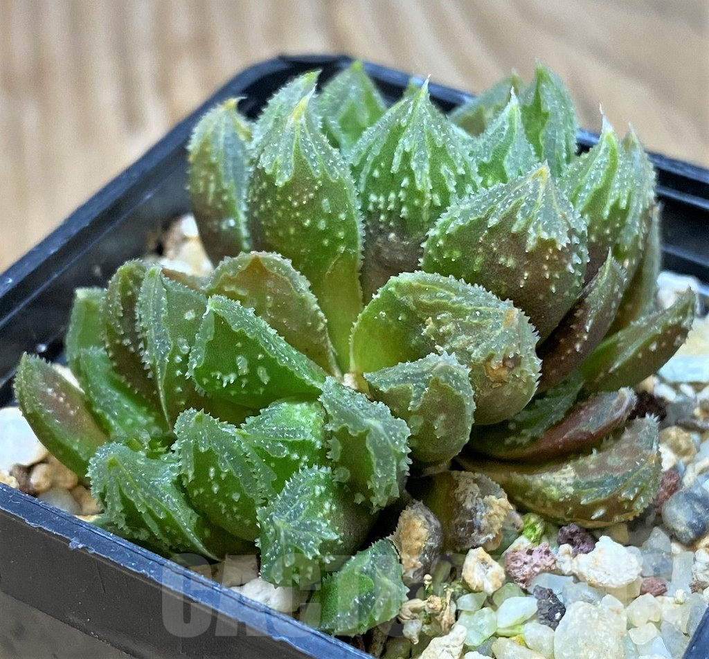 VVG11632 Haworthia 'Gorbi' F2, seedling - Image 3