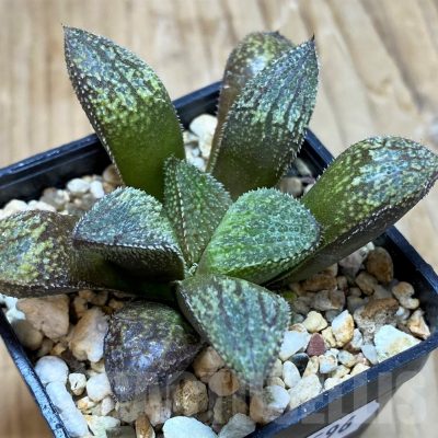 SH11596 Haworthia picta HPX-2 'Pink Lady'