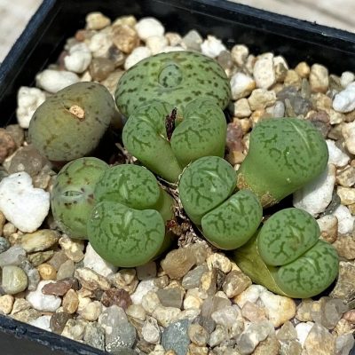 SH11840 Conophytum obcordellum mix, seedling