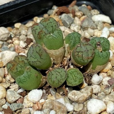 SH11841 Conophytum obcordellum, seedling