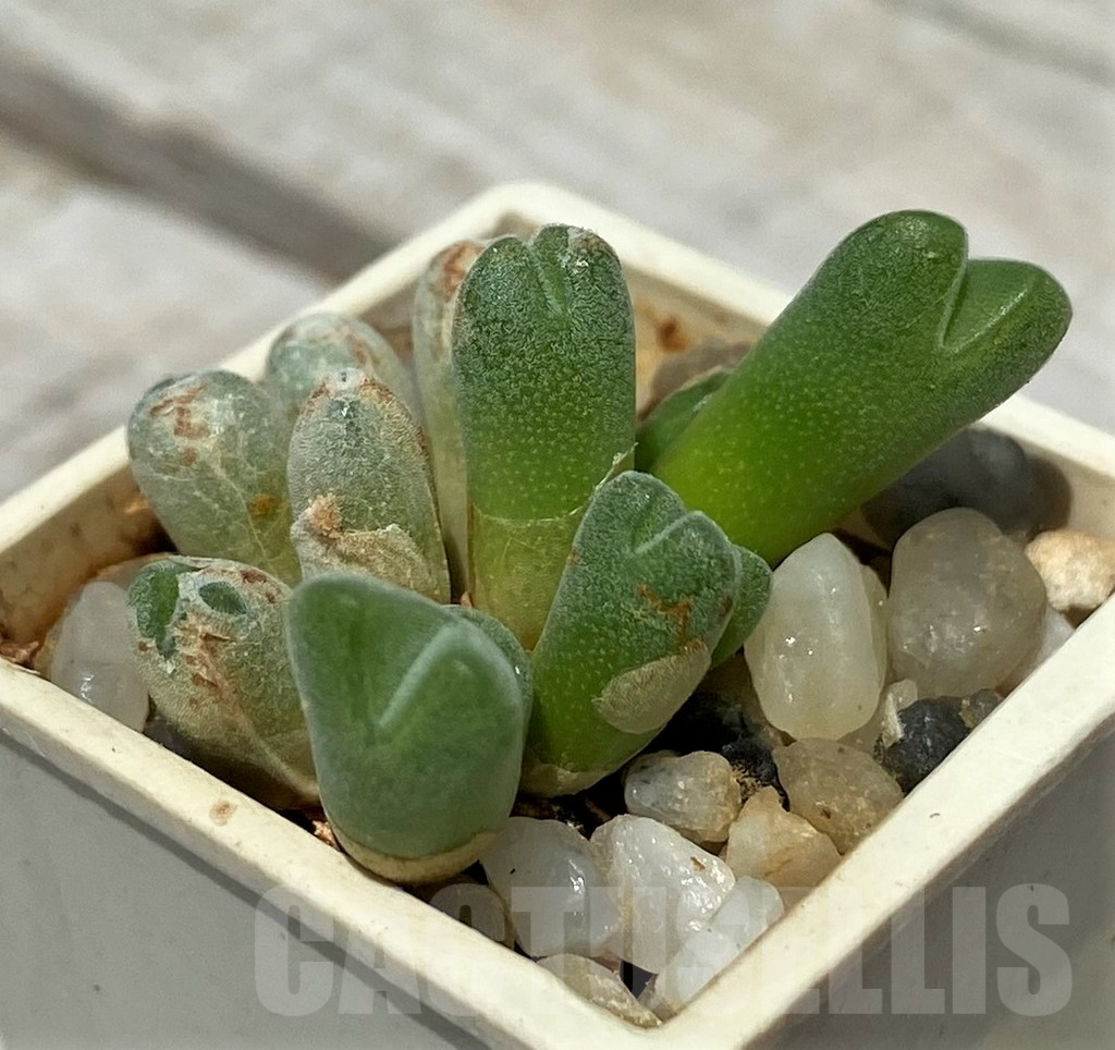 SH11803 Conophytum hians VD5581, COP 119-045