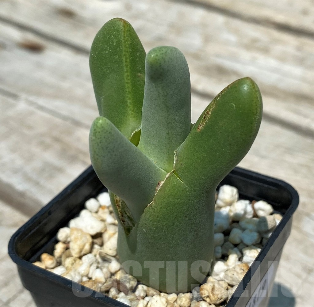 SH11819 Conophytum flavum