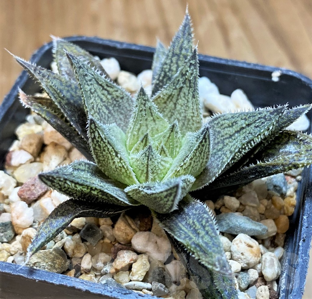 SH11967 Haworthia pubescens hybrid - Image 2