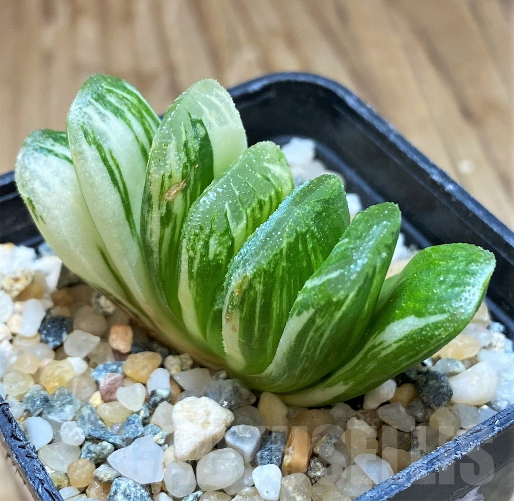 SH11968 Haworthia truncata 'Lime Green' f. variegata - Image 2