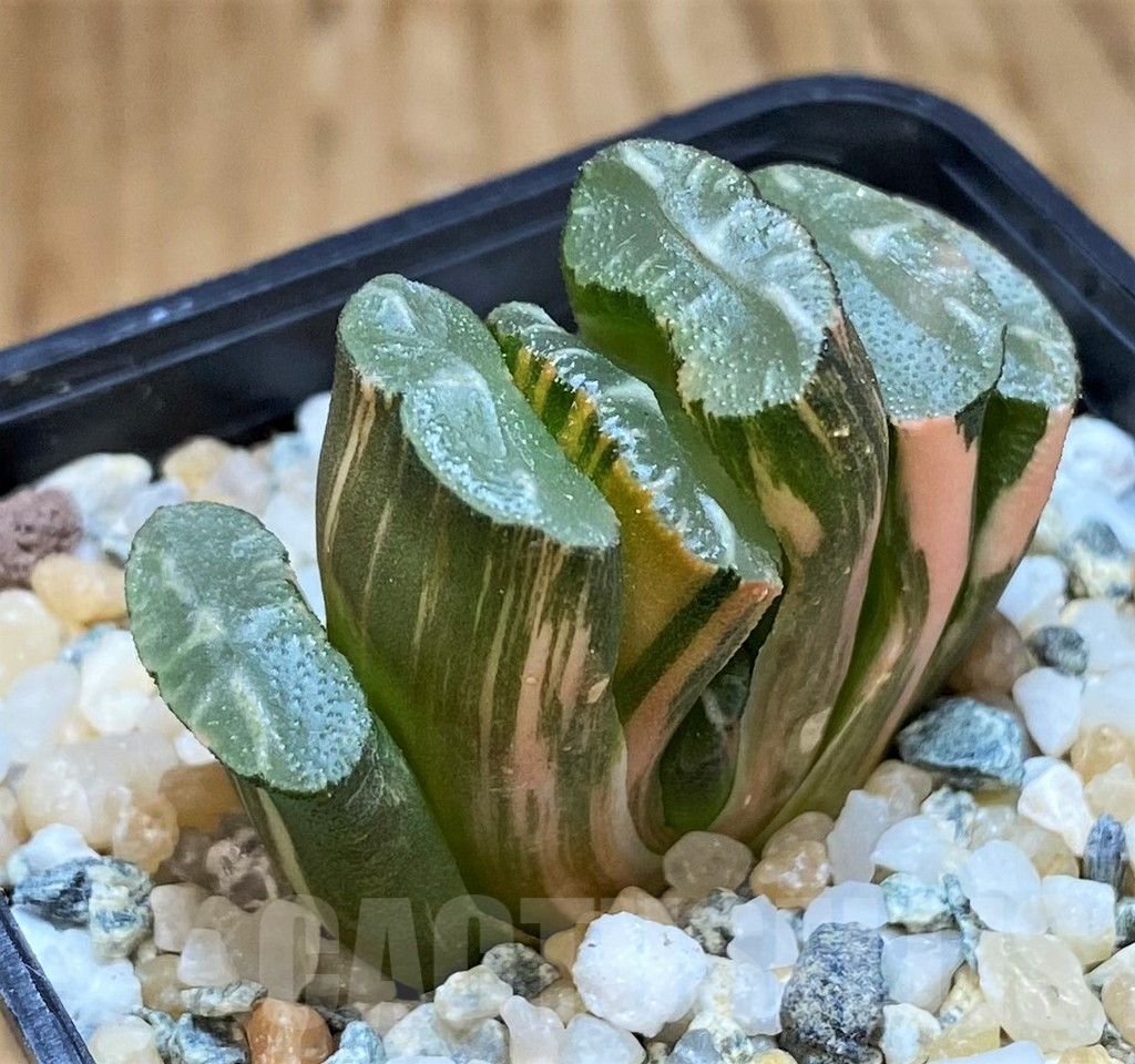 SH11969 Haworthia truncata f. variegata - Image 2