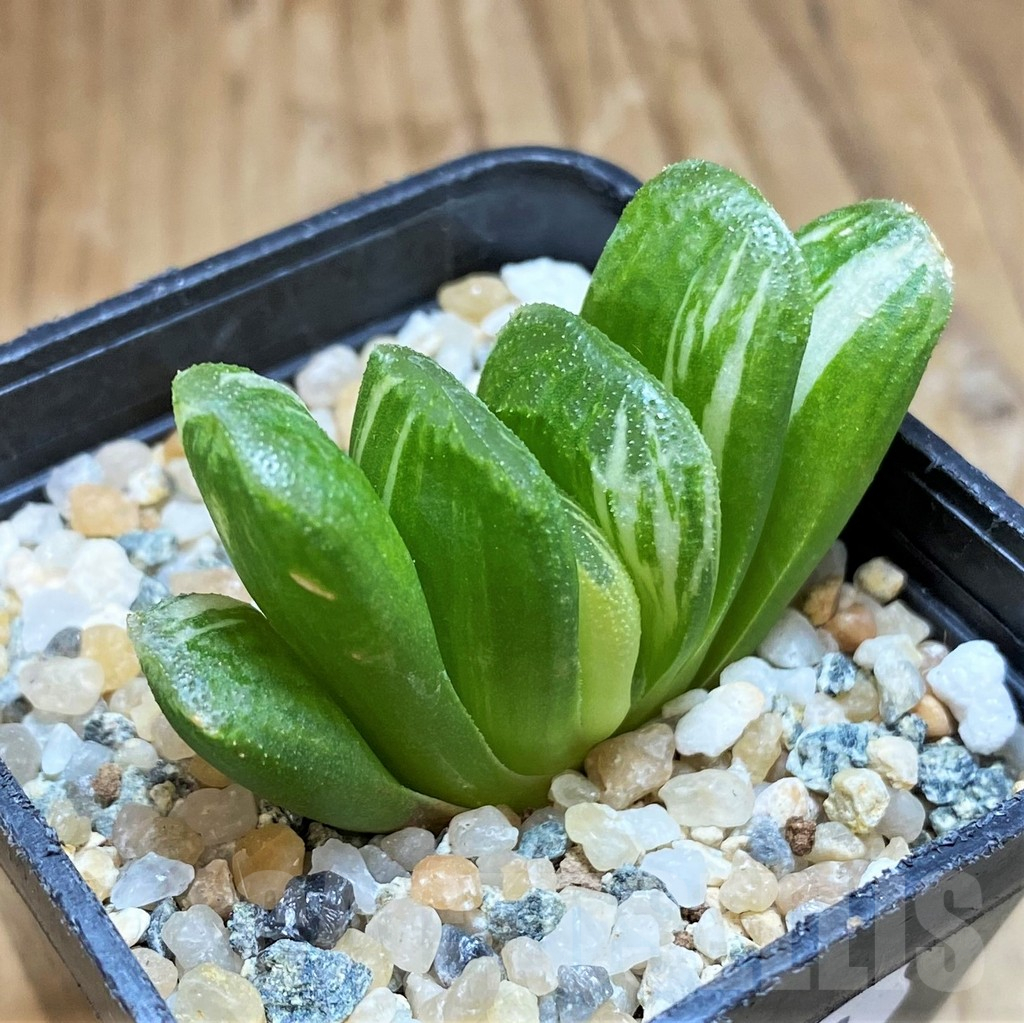 SH11970 Haworthia truncata 'Lime Green' f. variegata - Image 2