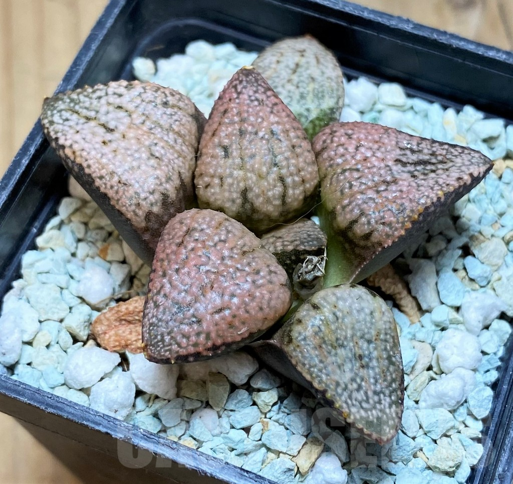 SH11972 Haworthia picta 'Super Red' - Image 2