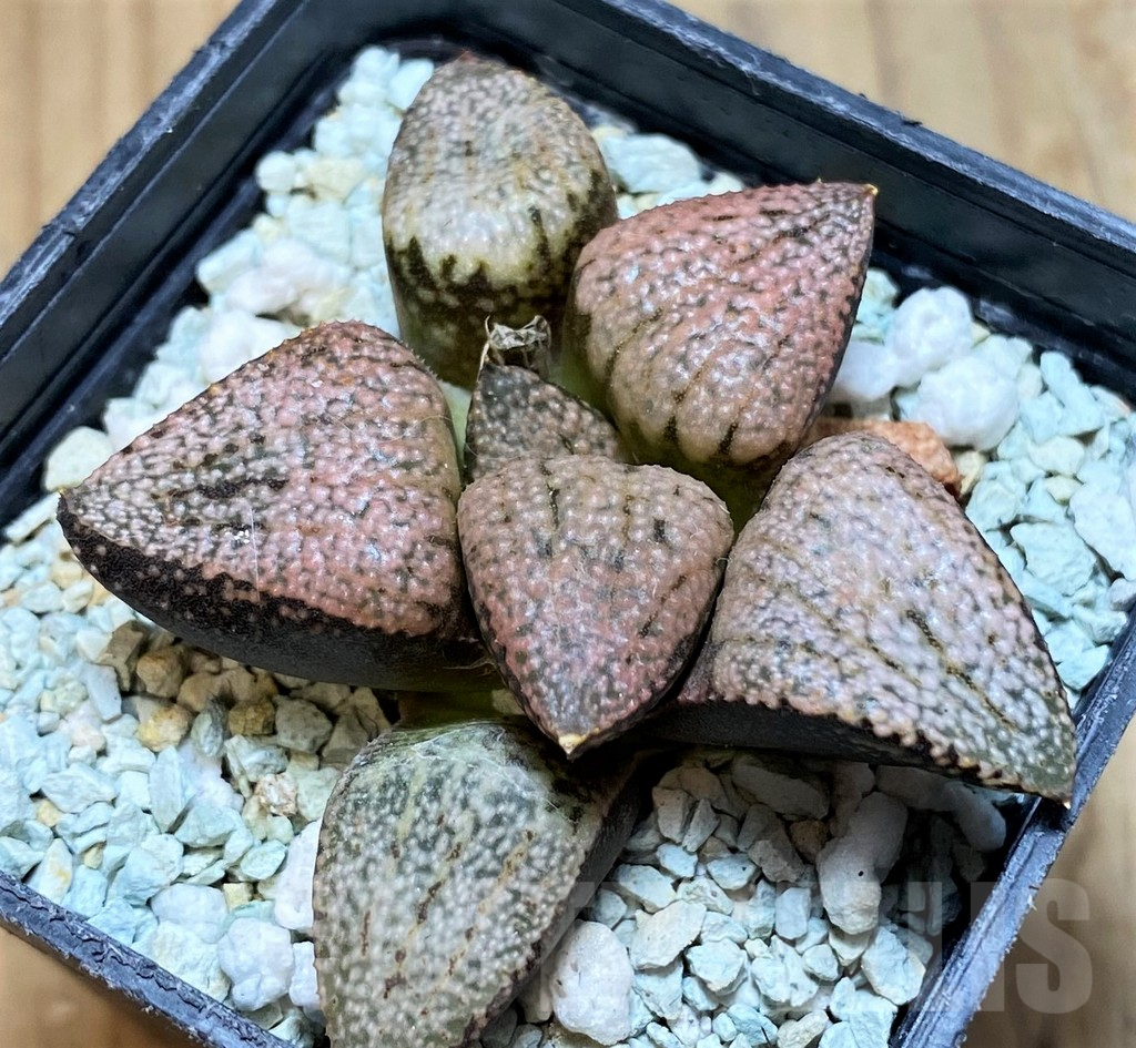 SH11972 Haworthia picta 'Super Red'