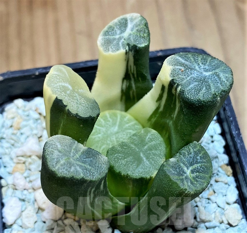 SH11974 Haworthia maughanii f. variegata - Image 2