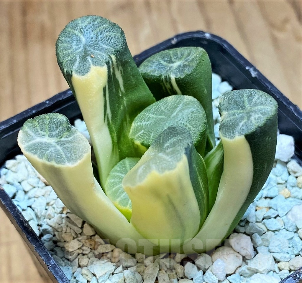 SH11974 Haworthia maughanii f. variegata