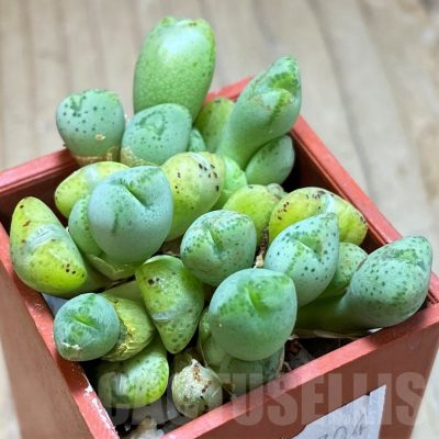 SH11931 Conophytum tantillum