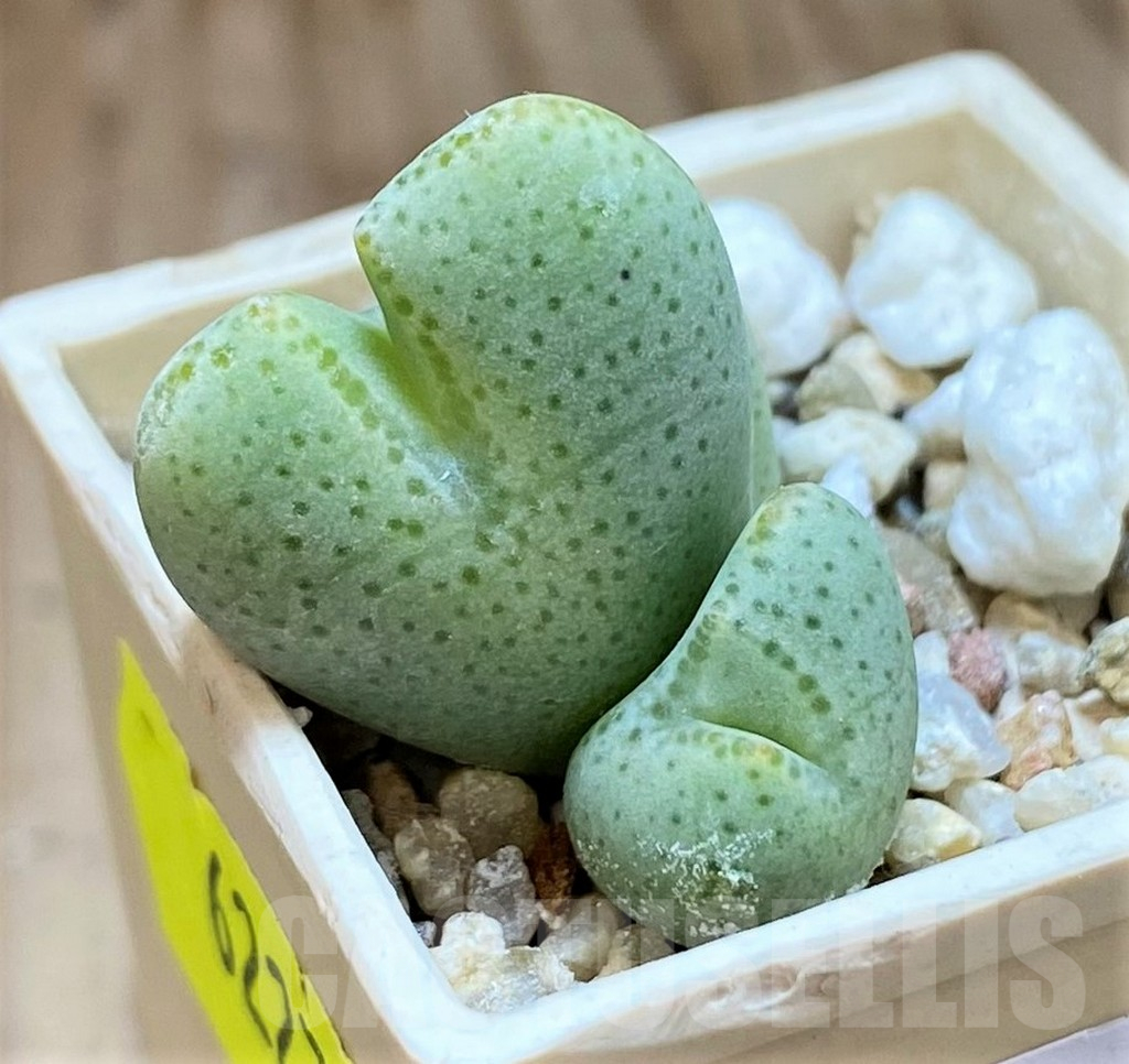 SH11945 Conophytum ernianum - Image 2