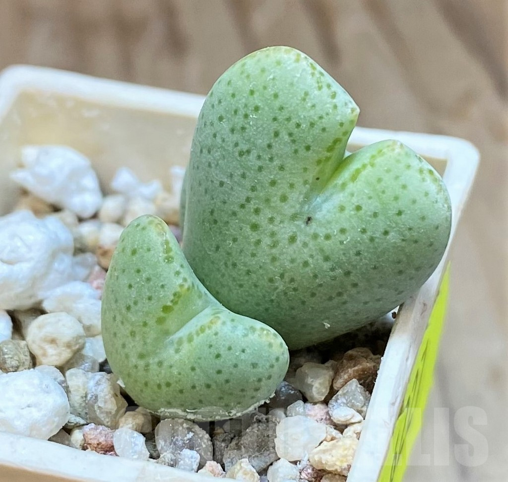 SH11945 Conophytum ernianum