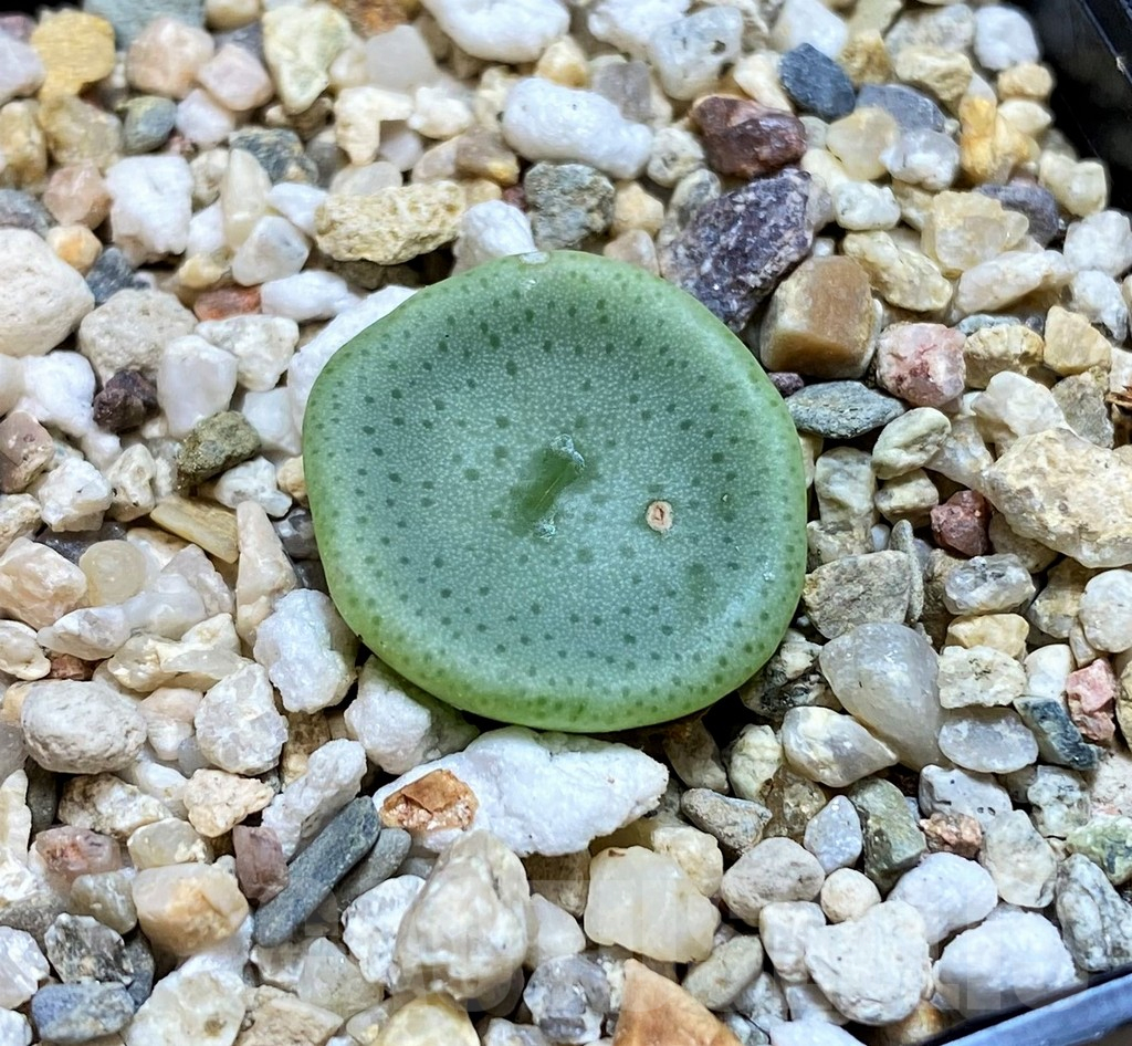 SH11947 Conophytum crateriforme