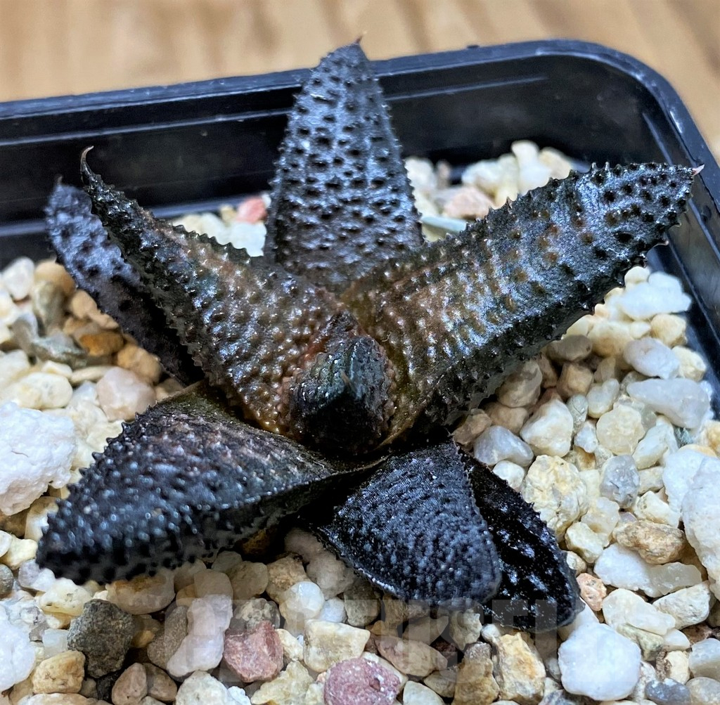 SH11950 Haworthia scabra x koelmaniorum