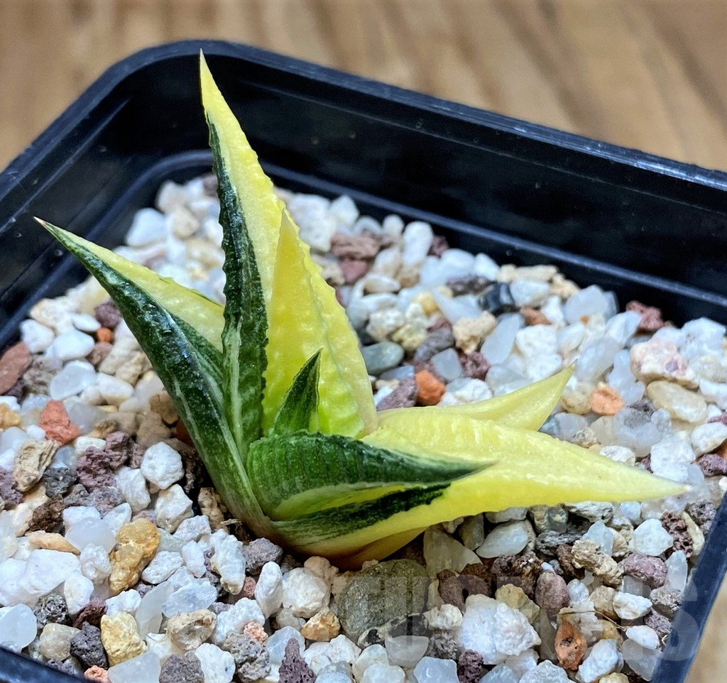 SH11951 Haworthia limifolia f. variegata - Image 2
