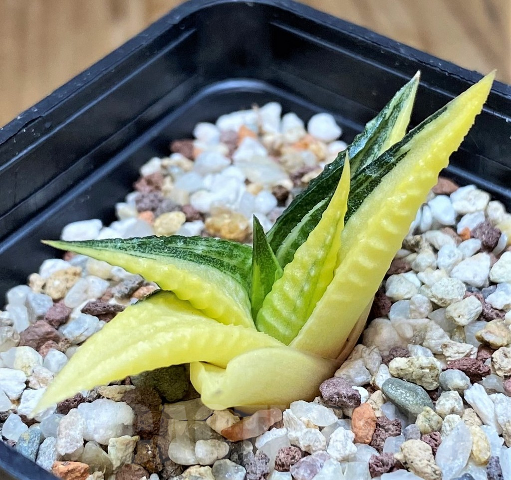 SH11951 Haworthia limifolia f. variegata
