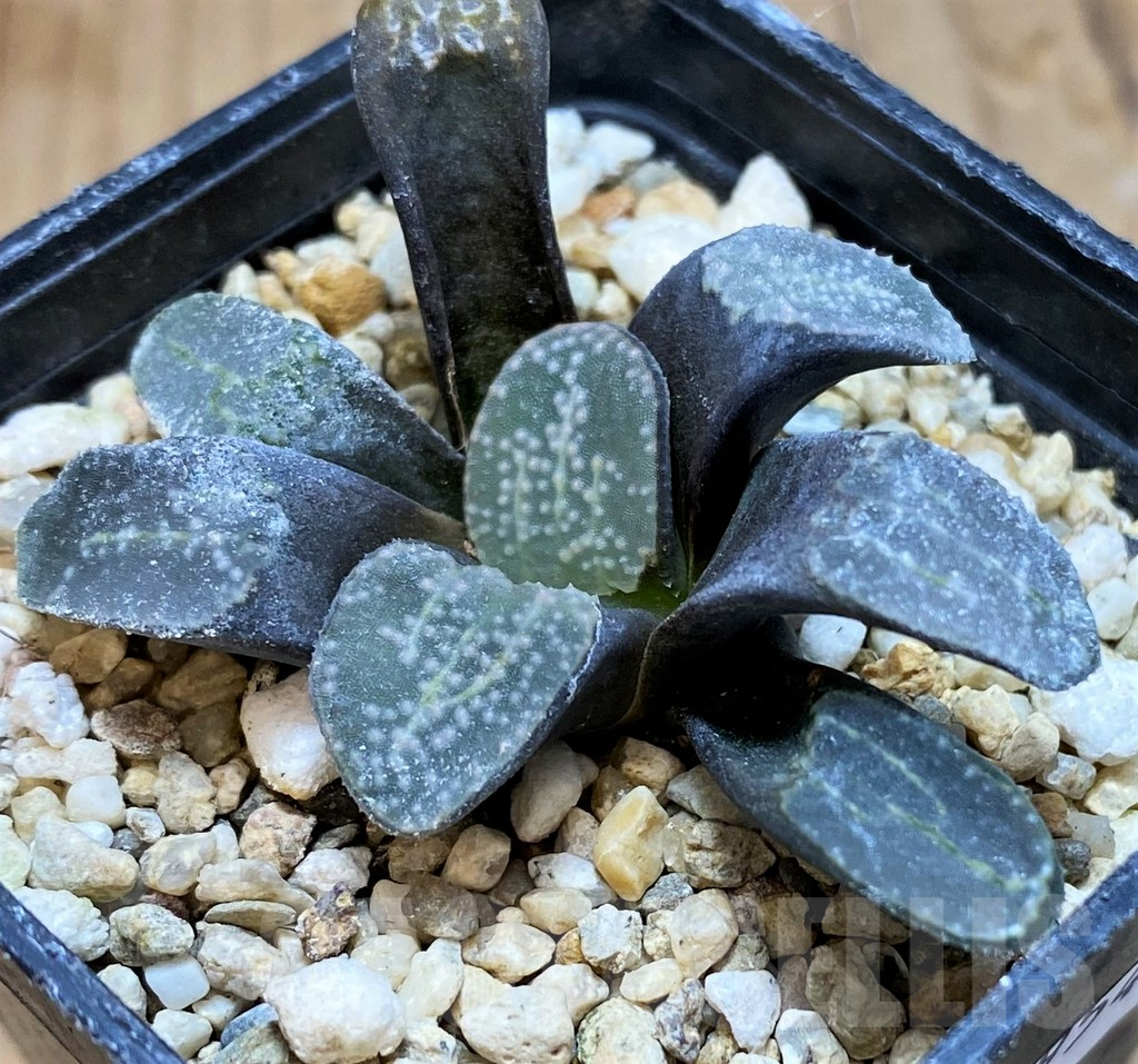 SH11954 Haworthia groenewaldii - Image 2