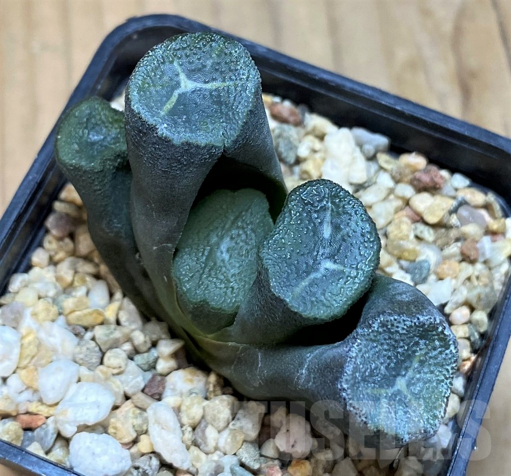SH11956 Haworthia maughanii -Japan-