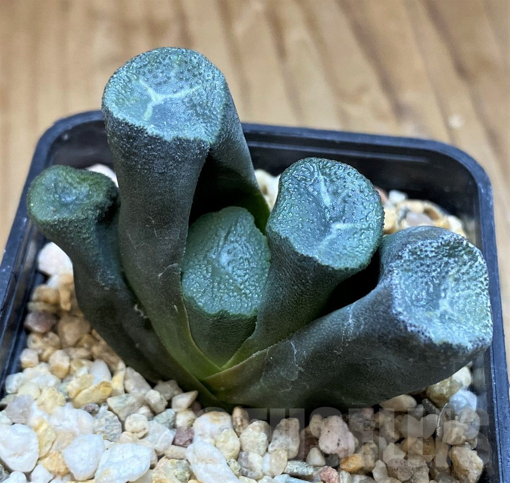 SH11956 Haworthia maughanii -Japan- - Image 2