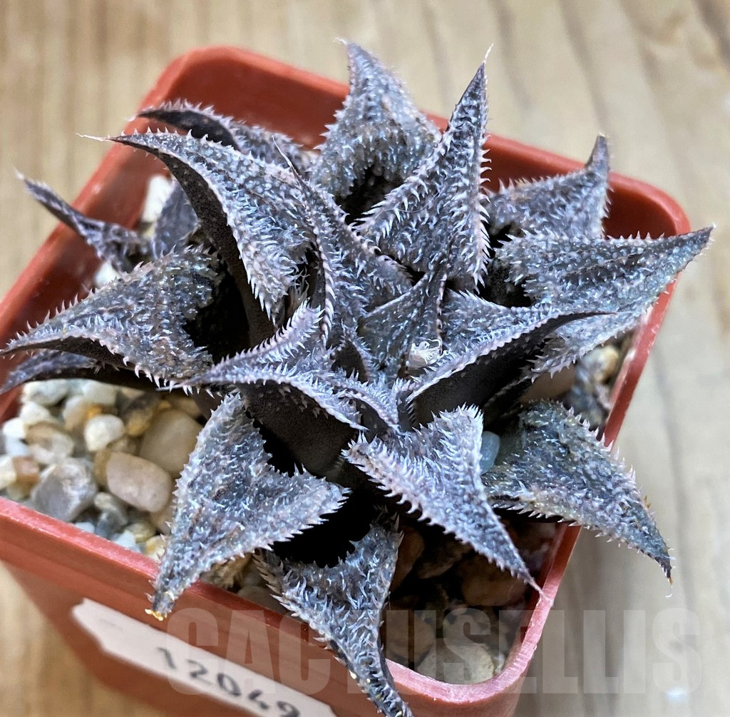 SH12049 Haworthia mirabilis v. pilosa hybrid