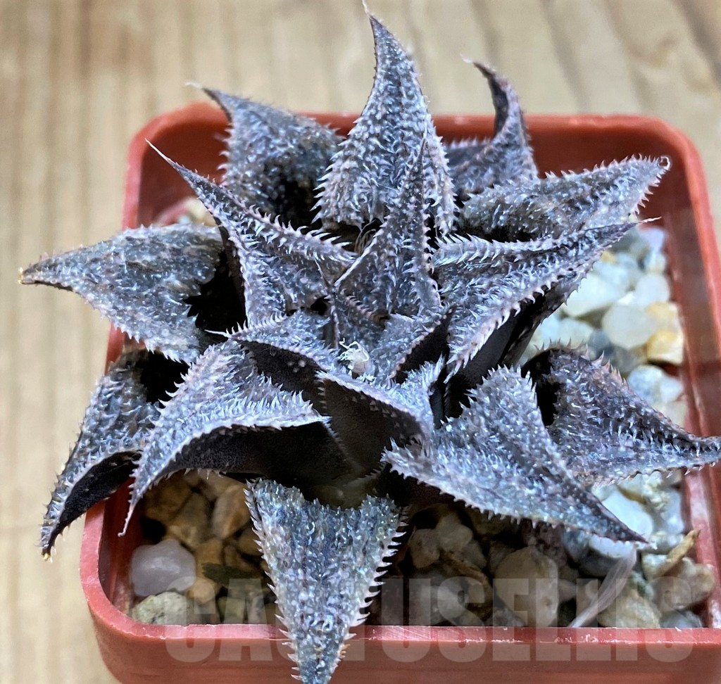 SH12049 Haworthia mirabilis v. pilosa hybrid - Image 2