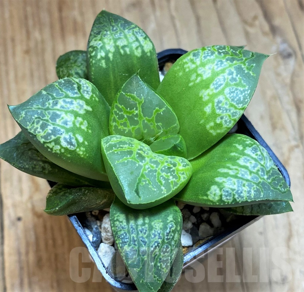 SH12189 Haworthia 'Kamen Butokai' - Image 2