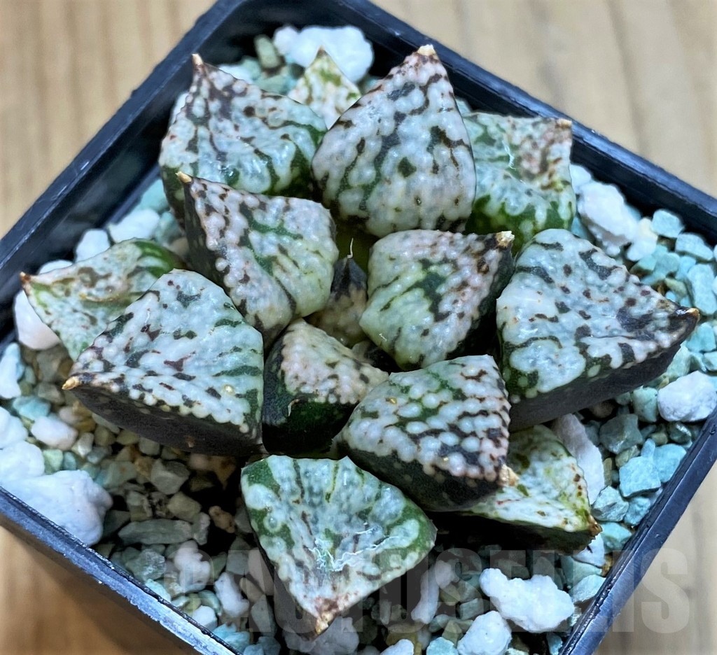 SH12162 Haworthia picta 'Pandora'